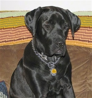 Upper body shot - A black Mastador dog is sitting on a couch that has a colorful earthy throw rug over the top of it.