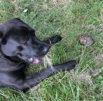 A large playful looking black Mastador dog is laying in grass and there is a box turtle inside of its shell in front of it.