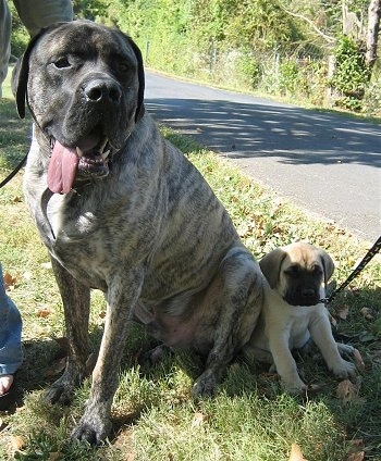 A large grey with black brindle American Mastiff is sitting next to a tan with black English Mastiff puppy in a yard next to a driveway