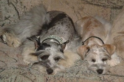 Two merle Miniature Schnauzzies are sleeping on a tan patterned couch.