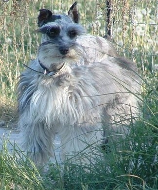 A fluffed out blue-merle Miniature Schnauzzie dog is standing on a path in between tall grass.
