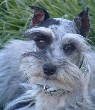 Close up head shot - A blue-merle Miniature Schnauzzie is laying outside in grass. The dog is wearing a silver collar wtih shiny diamonds on it and its coat is long on its face and sides.