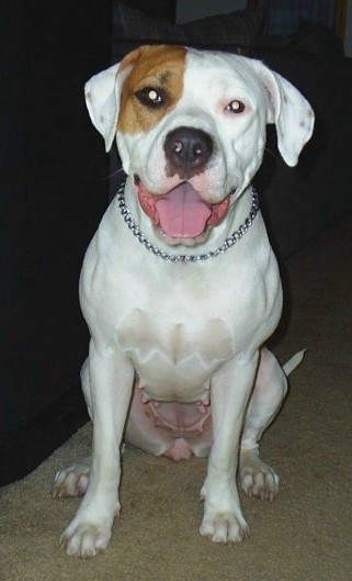 View from the front - A white with tan Pit Bull/Dogo Argentino mix is wearing a chain collar sitting on a rug and looking forward. Its mouth is open and tongue is out.