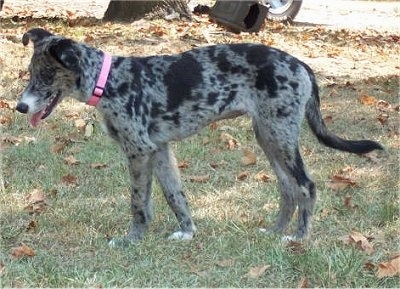 Left Profile - A merle colored black and grey Catahoula Leopard/Australian Shepherd mix breed dog is wearing a pink collar  standing in grass with its mouth open and tongue out.