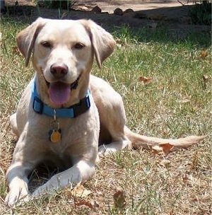 View from the front - A happy-looking, rose eared, white with tan Labrador mix is wearing a blue collar laying outside in grass. Its mouth is open and its tongue is out.