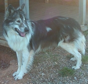 Side view - A perk-eared, grey with tan and white Native American Indian Dog is standing on rocks in front of a porch. There is a hole in front of it.