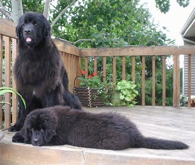 Two dogs on a wooden deck in front of a house, a puppy and an adult. The black Newfoundland puppy is laying down sideways across the front and behind it is the black adult Newfoundland dog sitting down with its mouth open and tongue showing. Both dogs are fluffy like black bears.