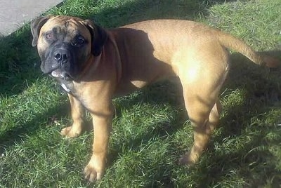 Left Profile - A muscular tan with white and black Old Anglican Bulldogge dog is standing in grass and it is looking up.