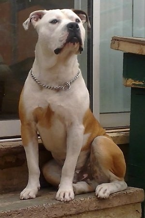 Front side view - A tan and white Old Anglican Bulldogge is sitting outside on a stone step in front of a house looking up and to the right.