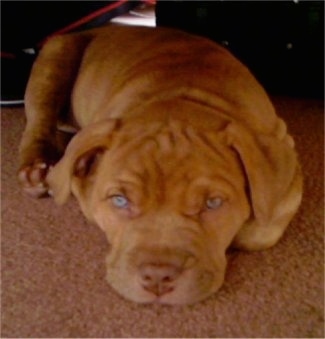 Front view - A wrinkly, blue-eyed, red Old Anglican Bulldogge puppy is laying down on a brown carpet and looking forward.