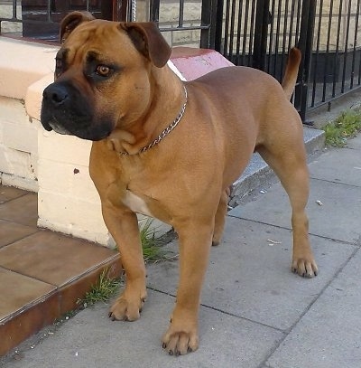 Front side view - A tan with white and black Old Angelican Bulldogge is wearing a choke chain collar standing on a sidewalk looking forward.