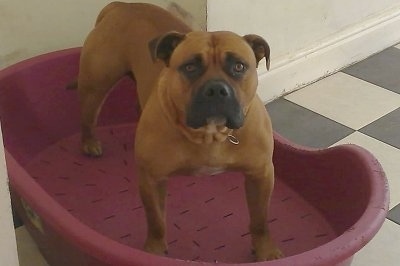Front view - a tan with black and a tuft of white muscular Old Anglican Bulldogge is standing on a red plastic dog bed.