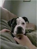 A wrinkly black with white Old Anglican Bulldogge puppy is laying in the lap of a person laying on a couch.