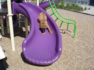 A tan with white Olde Victorian Bulldogge is sliding down a purple sliding board at a park.