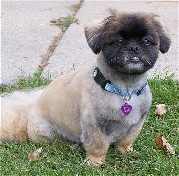 Front side view - A shaved tan with white and black Peke-A-Poo is sitting in grass and it is looking forward. There is a sidewalk behind it. It has an underbite and its bottom white teeth are showing against its black snout. Its face looks like an Ewok