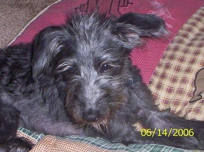 Side view - A shaggy-looking black wire haired Pootalian dog is laying on a colorful blanket and it is looking forward.