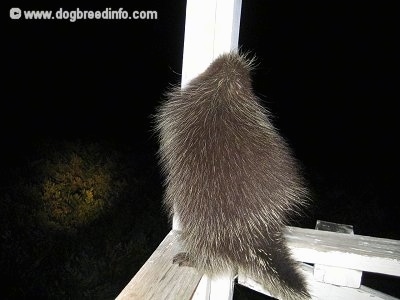 The back of a Porcupine that is standing on a porch railing leaning against a beam.