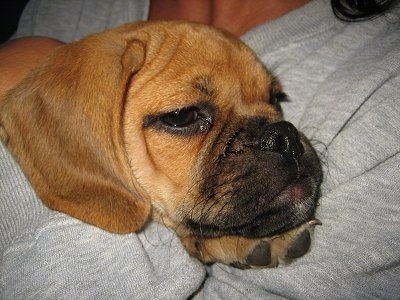 Close up head shot - A red Puggle puppy is laying in the arms of a person in a grey shirt.