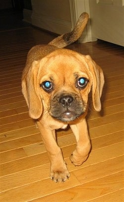 Front view - A red Puggle puppy with long ears is walking down a hardwood surface and it is looking forward. It has large round eyes.