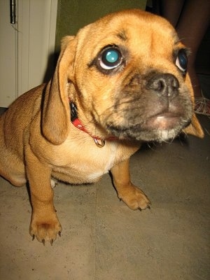 Close up - A red Puggle puppy is sitting on a carpet, it is leaning forward and it is looking up. It has large round eyes and the focus is on the dog's head.