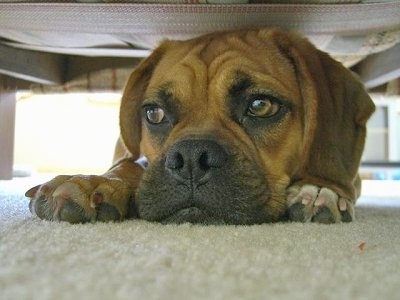 Close up front view - A brown with black Puggle is laying down on a tan carpet under a bed and it is looking to the left. It has wrinkles on its head and its eyes are brown.