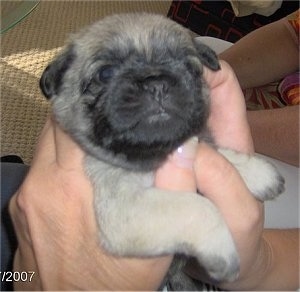 Front side view - A chubby, tan with black Pughasa puppy is being held in the hands of a person. It is looking forward.