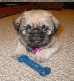 Front view - A tan with black Pughasa puppy is laying on a tan carpet with a blue bone toy in front of its front paws.