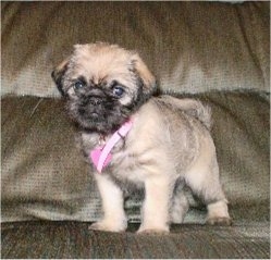 Front side view - A small, tan with black Pughasa puppy is wearing a pink collar standing on a brown couch looking down.