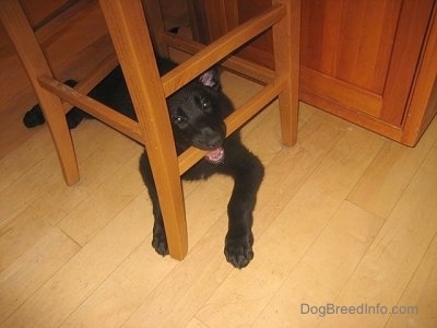 Shadow the Shiloh Shepherd puppy is laying under a chair and biting one of the wooden stools