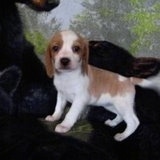A small white and tan Queen Elizabeth Pocket Beagle puppy is standing on top of a backdrop looking forward.