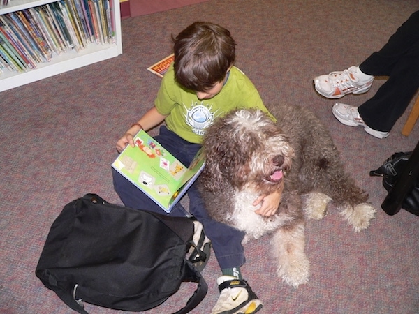 Top down view of a thick coated, grey and white Spanish Water Dog that is laying against the side of a boy that is sitting on a carpet and reading a book. The boy has his arm around the dog.