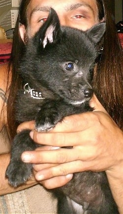 A person is holding a small black with white Schip-A-Pom puppy in their hands on a couch. The puppy is looking to the right.