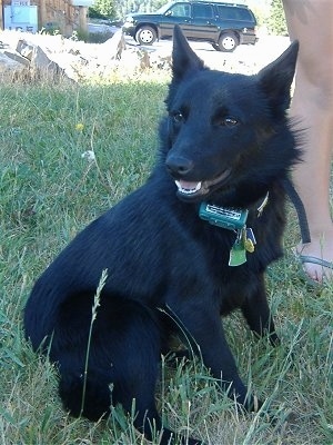 The right side of a pointy eared, black Schipperke dog sitting in grass looking to the left. Its mouth is open and it looks like it is smiling.