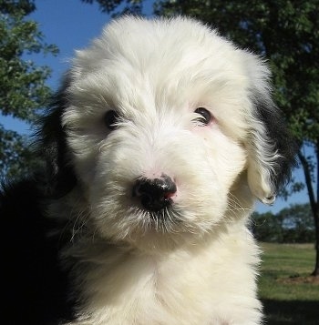 Close up - A thick coated, white with black Sheepadoodle puppy is sitting outside looking down and forward. Its mostly white with black ears and a black nose. It has pink around its eyes.
