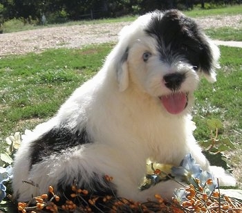 Close up - A white with black Sheepadoodle puppy is sitting in grass and orange plants looking forward. Its mouth is open, its tongue is out and it looks like it smiling. The dog has blue eyes. It is mostly white with patches of black.