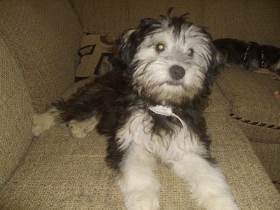 Front view - A fluffy, black with white and grey Shelchon dog is laying on a couch and it is looking forward.