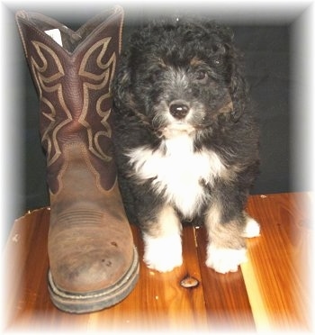 Front view - A boot is standing up next to a black with white and tan Sheltidoodle puppy that is sitting on a hardwood floor.