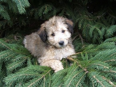 Front view - A fluffy, tan with black Sheltidoodle puppy is laying across a pine tree looking forward and its head is slightly tilted to the left.