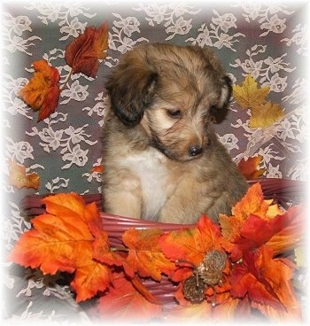 Front view - A litte, tan with black and white Sheltidoodle puppy is sitting in a wicker basket that has bright orange leaves on it on a gray print couch and it is looking down.