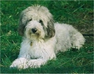 Front side view - A wavy coated, silver Sheltidoodle dog is laying across grass looking forward and its head is slightly tilted to the right. It has longer darker hair on its drop ears and a black nose.