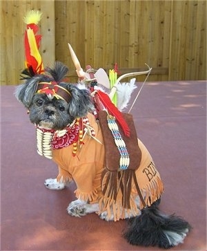 The left side of a black with white Shih-Tzu is sitting across a red surface, it is dressed as a Native American indian, it is looking forward and its head is tilted to the right.