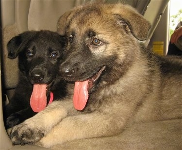 Close up - Two Shiloh Shepherd puppies are laying across a carpeted surface, there mouths are open, tongues are sticking out and they're looking to the left. One dog is black and the other dog is tan with black. The pups ears are hanging down to the sides.