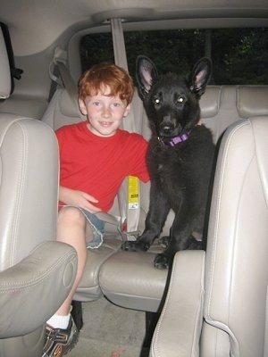A red haired boy is sitting in the backseat of a vehicle and he has his right arm over the back of a black Shiloh Shepherd puppy that is sitting next to him.