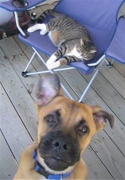 A tan with black Shug dog is jumped up on the person taking the picture. There is a cat laying on a blue lawn chair on a wooden porch in the background. One of the dog's ears is up and the other is flopped over to the side. The dog's bottom teeth are showing just a little bit making it look like a cartoon face.