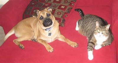 A tan with black Shug is laying across a red couch with his cat friend. They both are looking forward. The dog's bottom row of teeth are showing because of an underbite.