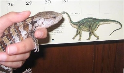 Close up - A brown and tan striped blue tongue skink is in the hands of a person and it is looking at a dinosaur on a poster.