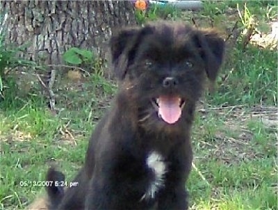 Close up front view - A fuzzy black with white Skip-Shzu dog is sitting in grass looking forward panting with its pink tongue showing. Its ears hang down to the sides.