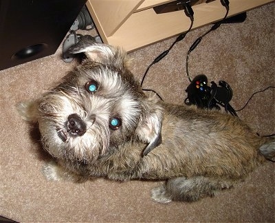 Top down view of a tan with black and white Sniffon dog that is standing on a carpet, it is looking up and there is a Xbox controller behind it.