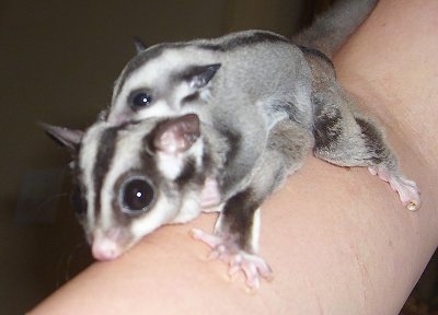 Close up - A baby sugar glider is laying on the back of a second sugar glider on a persons arm.