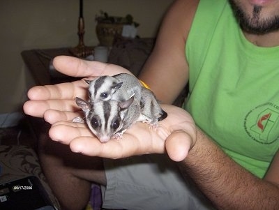 A sugar glider is laying in the hands of a person who is wearing a lime green shirt. There is a baby sugar glider on its back.
